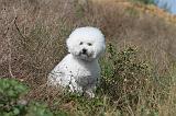 BICHON FRISE 291